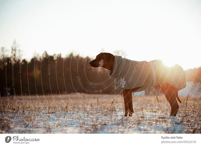 Ridgeback Hund im winterlichen Abendlicht sunset schnee hund hundemantel feld Haustier Feld kalt weiß Außenaufnahme Landschaft Tier Schnee Winter Farbfoto