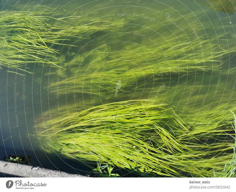 Die Gewöhnliche Wasserschraube - Grüner wirds nicht allisneria spiralis Schraubenvallisnerie submerse Wasserpflanze Alge Flussgras Habitat Gras grün Natur