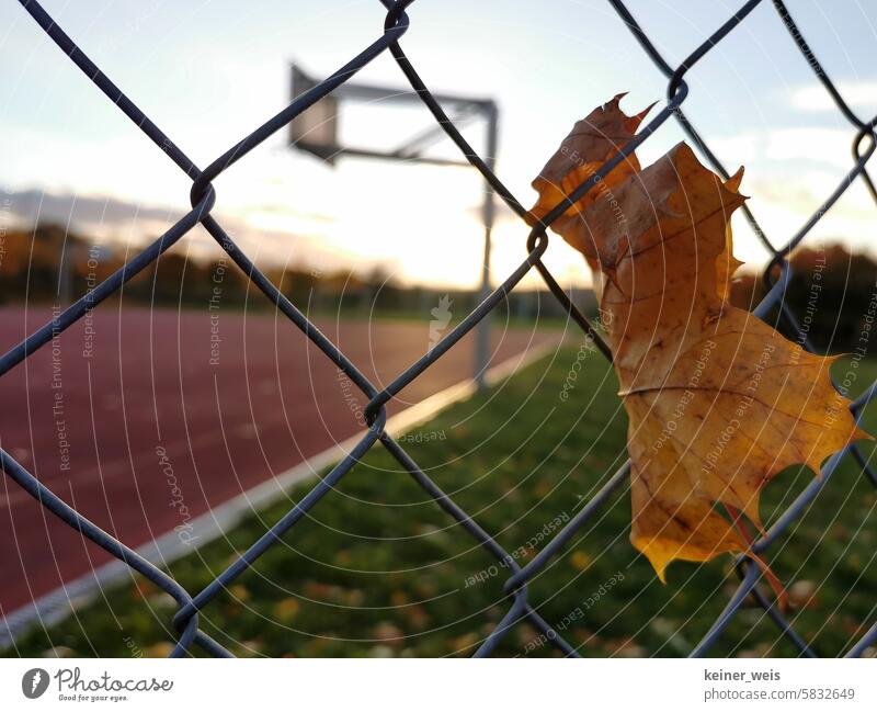 Ein Laubblatt hängt im Drahtzaun am verlassenen Basketballfeld laubblatt maschendrahtzaun basketballfeld sportfeld wind herbst metall windig stürmisch