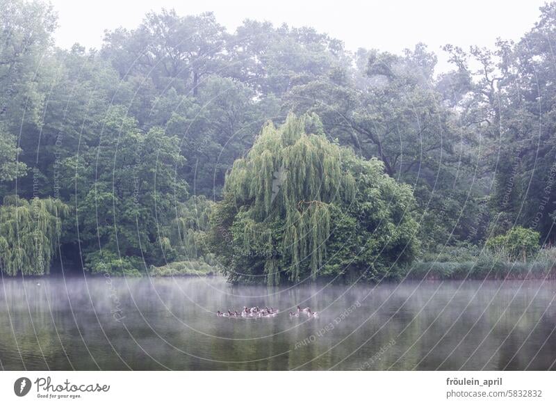 Ausflug im Nebel | Graugänse schwimmen in einem See, morgendlicher Nebel zieht über das Wasser,  Parklandschaft in Dresden Nebelstimmung Morgennebel Graugans