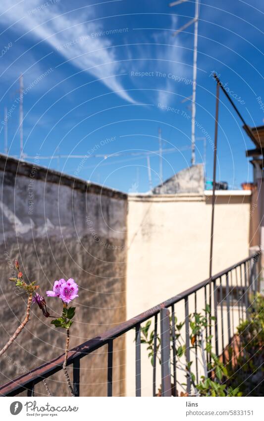 Balkonien Dachterrasse mediterran Pflanze Geländer Himmel Sommer Sonnenlicht Schönes Wetter Menschenleer Mauer Haus Fassade Wand Bari Italien Apulien Blume
