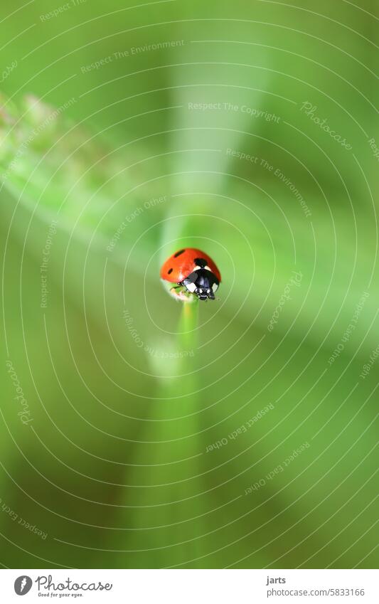 Marienkäfer auf einem Grashalm Wiese grün Insekt Käfer Natur Makroaufnahme Nahaufnahme krabbeln Glück rot klein Glücksbringer Menschenleer Tier