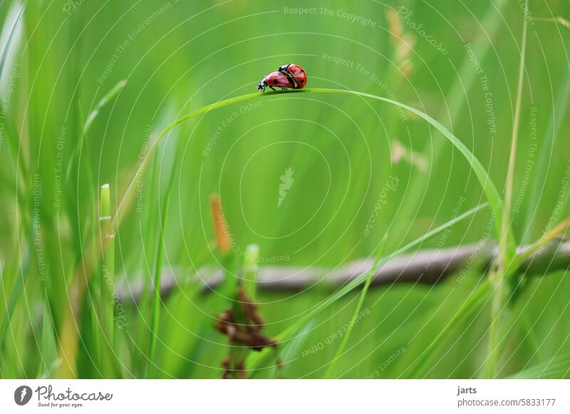 grüne Liebe Marienkäfer Gras Wiese Frühling Paarung Natur Tier Außenaufnahme Käfer rot Nahaufnahme krabbeln Grashalm Insekt Schwache Tiefenschärfe Umwelt
