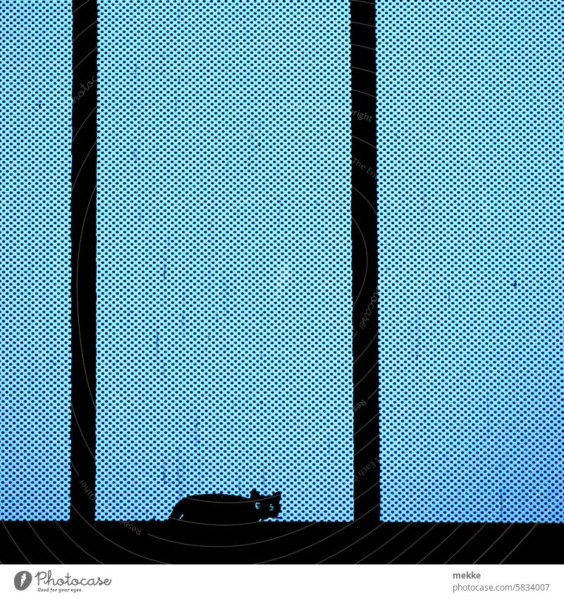 sprichwörtlich | Katze von links Glück bringt's Silhouette Fenster Blick Hauskatze Haustier Fensterscheibe Fensterbrett Fensterladen Fensterrahmen Klettern