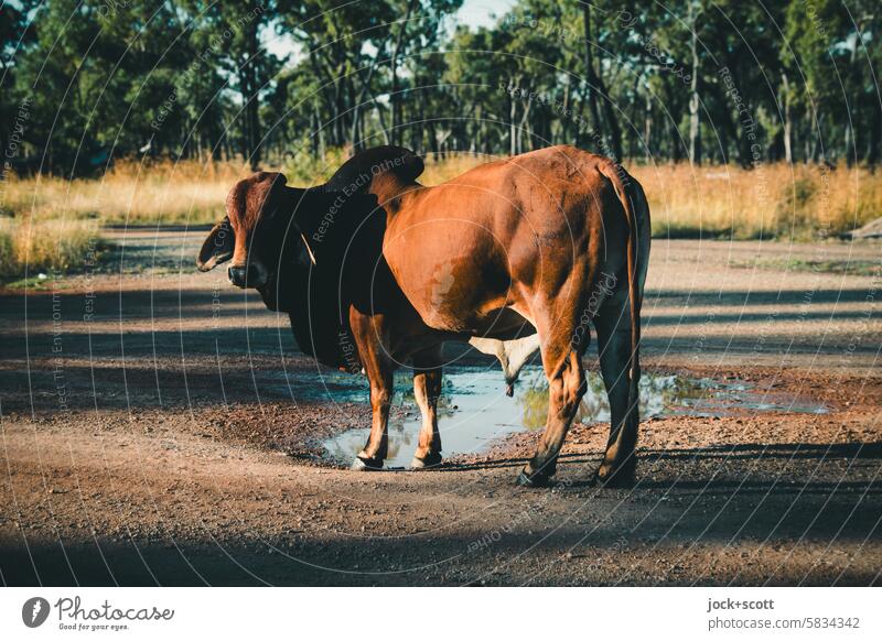 Treffen mit einem Brahman-Bullen Brahmanrind Natur Rind Nutztier Tierporträt Australien Queensland Rinderhaltung Landwirtschaft Umwelt Säugetier Sonnenlicht