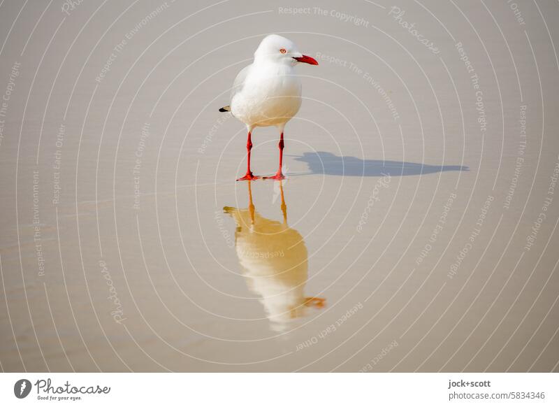 sprichwörtlich | Aller guten Dinge sind drei Möwe Vogel Wildtier Schattenspiel Strand Reflexion & Spiegelung Sonnenlicht Australien Tierporträt Irritation