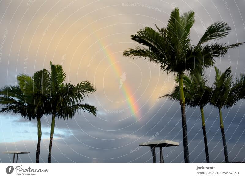 Regenbogen trifft Tisch Palme Himmel Natur Wolken Wärme exotisch Kitsch Glück Inspiration Idylle Romantik Leichtigkeit harmonisch Lichtbrechung Naturphänomene