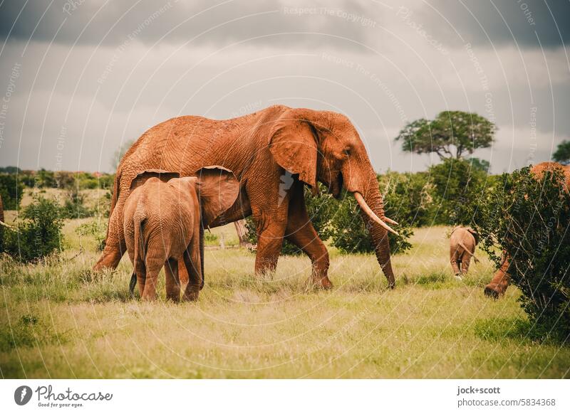 Elefant & Co. Wildtier Afrika Elefantenbaby Freiheit Wolken Tierwelt Tsavo-East-Nationalpark Tierjunges Natur Zusammensein Kenia Savanne exotisch Safari Himmel