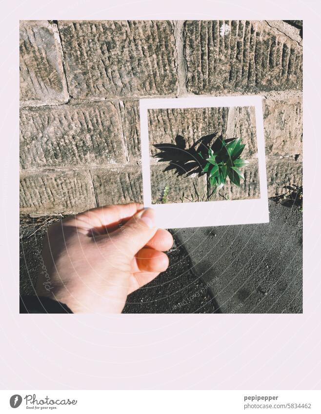 Bild im Bild - Polaroid von Mauerpflanze Bild-im-Bild Fotografie Außenaufnahme Schuhe Fuß Polaroid Style Schwache Tiefenschärfe Hand Farbfoto Mensch Experiment