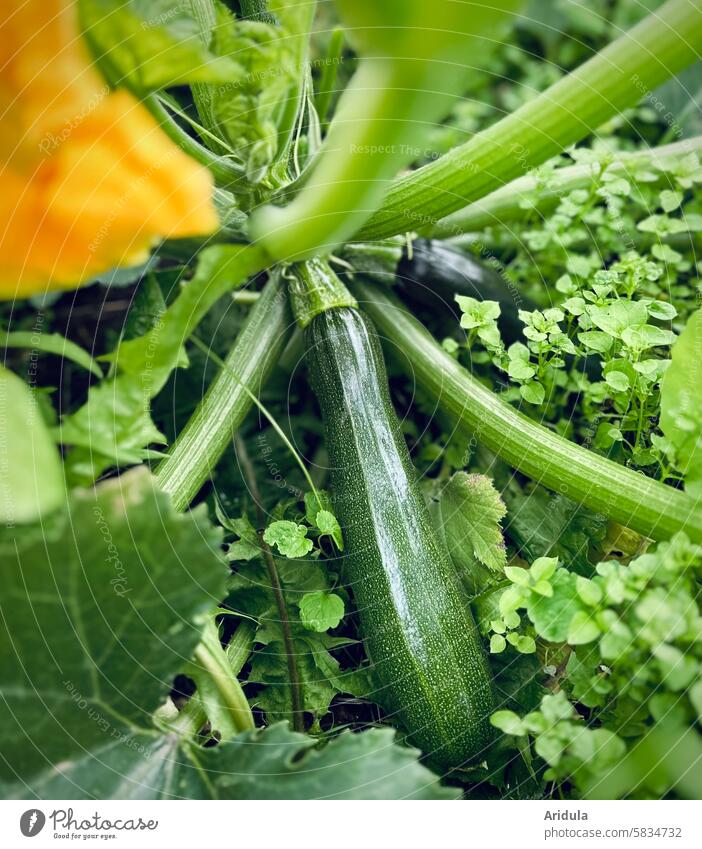 Erntereife Zucchini Gemüse Gemüsegarten Biologische Landwirtschaft Bioprodukte Ernährung Lebensmittel Vegetarische Ernährung Garten Gesunde Ernährung frisch