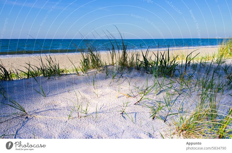#Sanddüne #Sandstrand #Meerblick #Himmelblau (Garnierung: Grasgrün) Düne Strand Küste Meeresblau meerblau Sonne Urlaub Strandurlaub Sommerurlaub Paradies