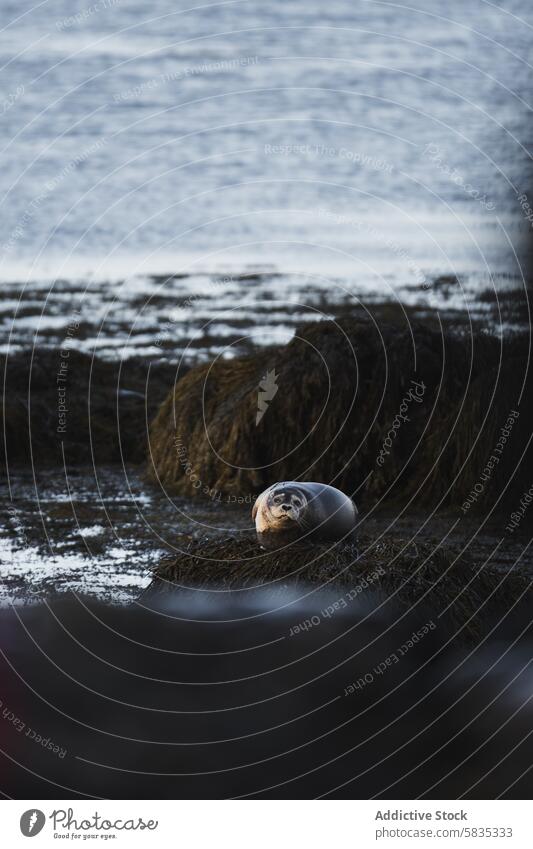 Robbe entspannt sich auf Seegras in Islandia snaefellness Westmännerinsel Siegel Meer Tierwelt Natur ruhig Gelassenheit Küste Uferlinie aquatisch marin Erholung