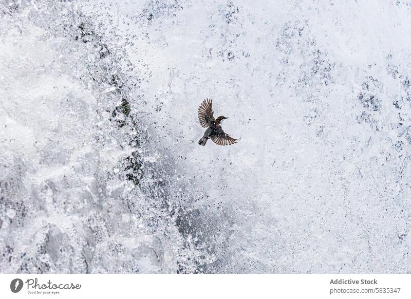 Amsel, die vor einem rauschenden Wasserfall aufsteigt Vogel Flug Natur Tierwelt fliegen Bewegung Nebel schaumig kampfstark Spray Eintauchen natürlich im Freien