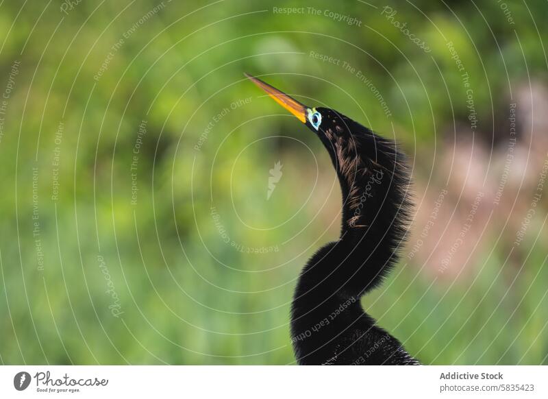 Anhinga-Vogel in natürlichem Lebensraum, Costa Rica anhinga Tierwelt Natur natürlicher Lebensraum Nahaufnahme Schnabel Auge Feder Hals grün im Freien tropisch