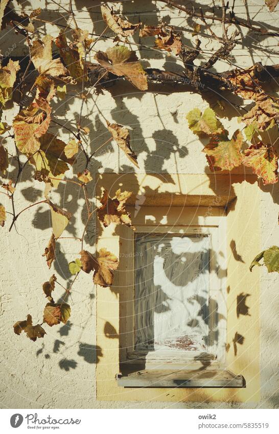 Zugepinselt Fenster Wand Haus Weinlaub schönes Wetter Kletterpflanze Fassadenbegrünung natürlich Altbau Schutz Geborgenheit Zufriedenheit ländlich Pflanze