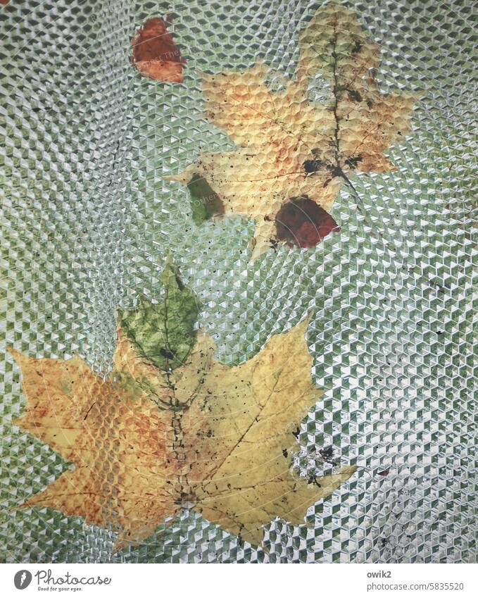 Verschleiß Herbstlaub anhaften kleben festkleben anpappen Blechwand Struktur glänzend geriffelt Muster Textur Ahornblätter Laubblätter Laubfärbung Herbstfärbung