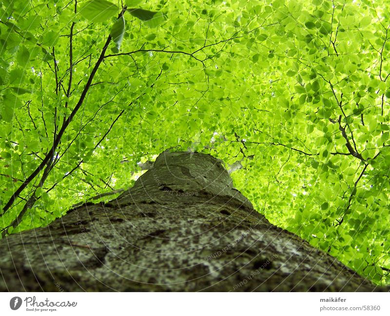 Hoch hinauf grün Baum Baumstamm Blatt Buche Frühling Sommer Licht Schatten