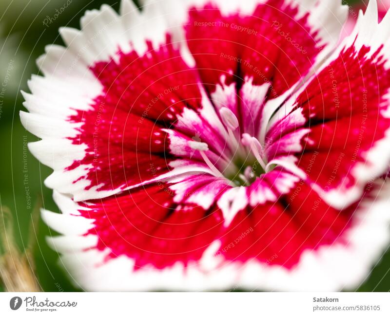 Die Staubgefäße und Blütenblätter der Dianthusblüte rot Blume Flora purpur Natur Nelkengewächse Blütezeit Staubfäden rosa Pflanze Wildblume Laubwerk geblümt