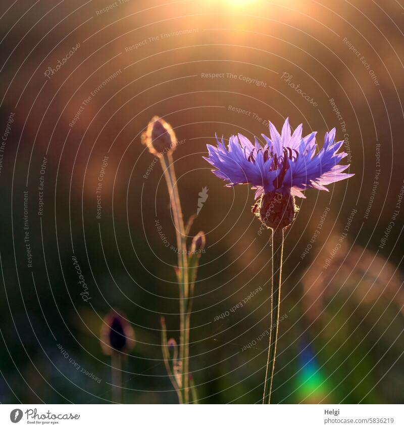 Kornblume in der Abendsonne Blume Blüte Knospe Sonnenlicht Gegenlicht abends blühen wachsen Nahaufnahme Makroaufnahme Pflanze Natur Außenaufnahme Menschenleer