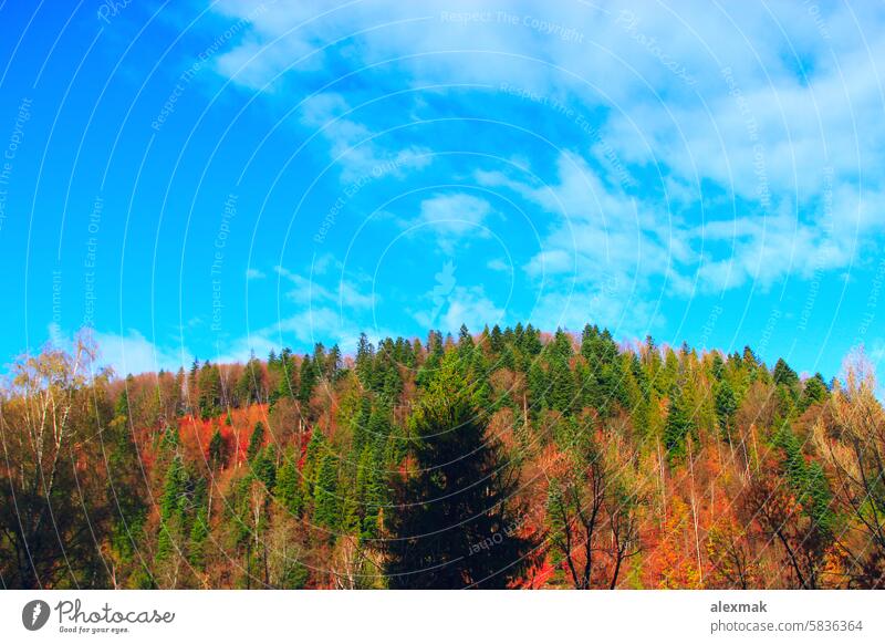 mit Wald bedeckte Berge Natur Berge u. Gebirge Herbst Landschaft Baum Tanne Fichte weißes Holz Buchse Himmel schön wild Geologie Hügel Bäume Höhe Eminenz