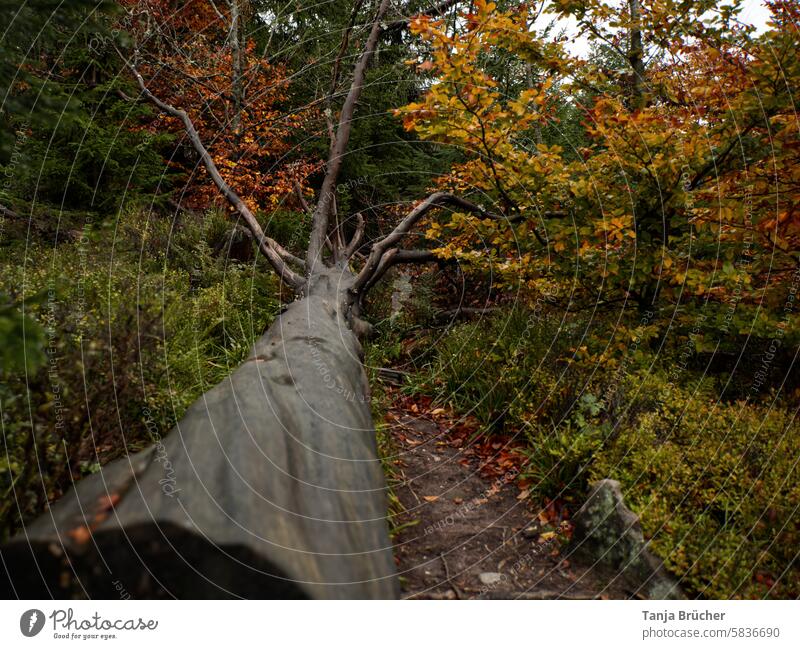 Gefällter Baum im Bannwald zur Herbstzeit gefällter Baum umgestürzter Baum umgefallen umgefallener Baum Baumstamm gestürzter Riese Holz Naturschutz Herbstwald