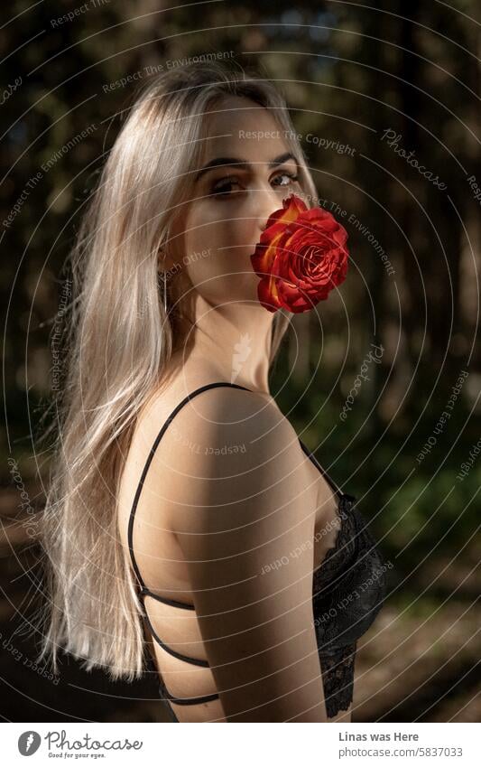 Ein wunderschönes blondes Mädchen mit einer roten Rose im Mund blickt direkt in die Kamera. Es ist ein atemberaubender Modelltest der Schönheit im Freien. Eine hübsche Frau blüht auf.