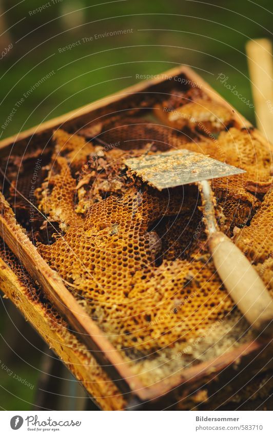 Honig Lebensmittel Ernährung Bioprodukte Gesundheit Gartenarbeit Imker Imkerei Umwelt Natur genießen Gesundheitswesen Honigproduktion Produktion Tradition