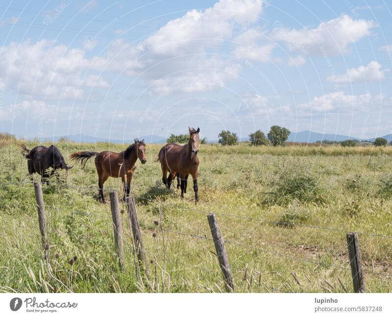 Drei Pferde in Bewegung im Naturpark Landschaft wolkig sonnig Wolkenhimmel Gräser Berge Italien Toskana Zaun Bäume grün tag ländlich Reisen Farbe Außenaufnahme