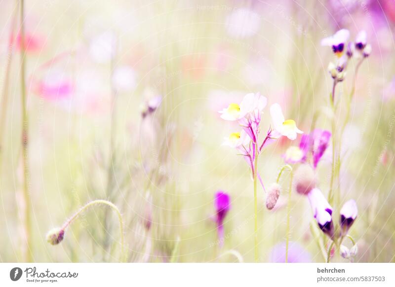 zärtlich Außenaufnahme Farbfoto träumen sommerlich Leichtigkeit violett grün schön Blühend Wiese Park Garten Blüte Blatt Gras Blume Sommer Frühling Natur