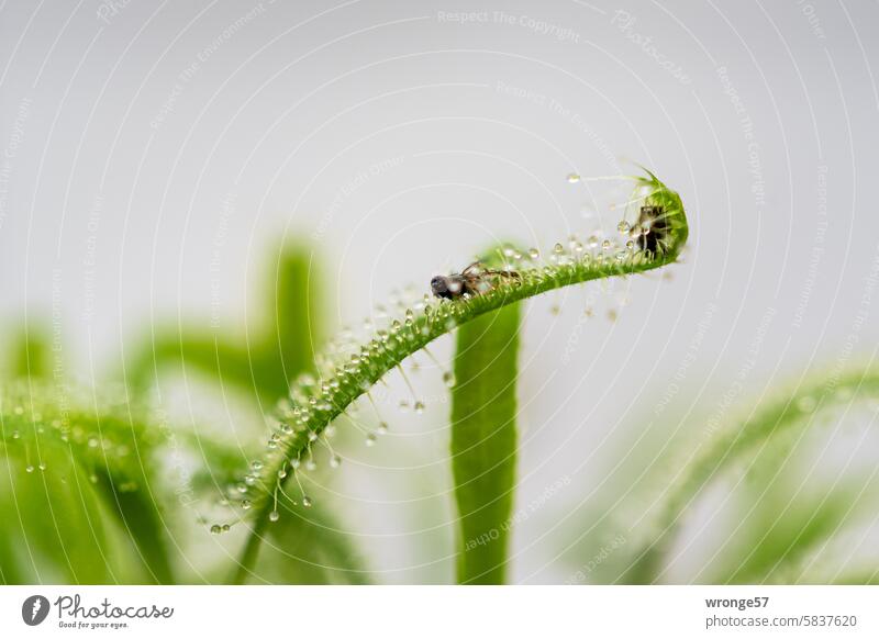 sprichwörtlich | auf den Leim gegangen Sprichwörtlich Thementag Pflanze Sonnentau Sonnentaugewächse Insekt Fliege Klebefalle Makroaufnahme Nahaufnahme