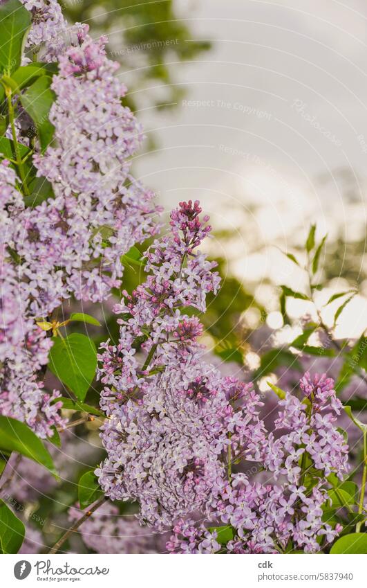 ausgefliedert. | im Juni | lila Fliederblüte von Anfang Mai. Frühling violett Blüte Fliederbusch Duft Pflanze Garten blühen Blühend natürlich Natur duftend