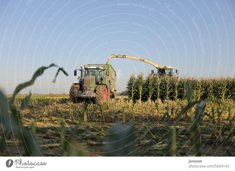 Landwirtschaftliche Fahrzeuge auf dem Feld bei der Maisernte anbauen Ackerbau Maisfeld Maispflanzen Traktor Ernte ernten Arbeit Bauernhof Ernten ländlich