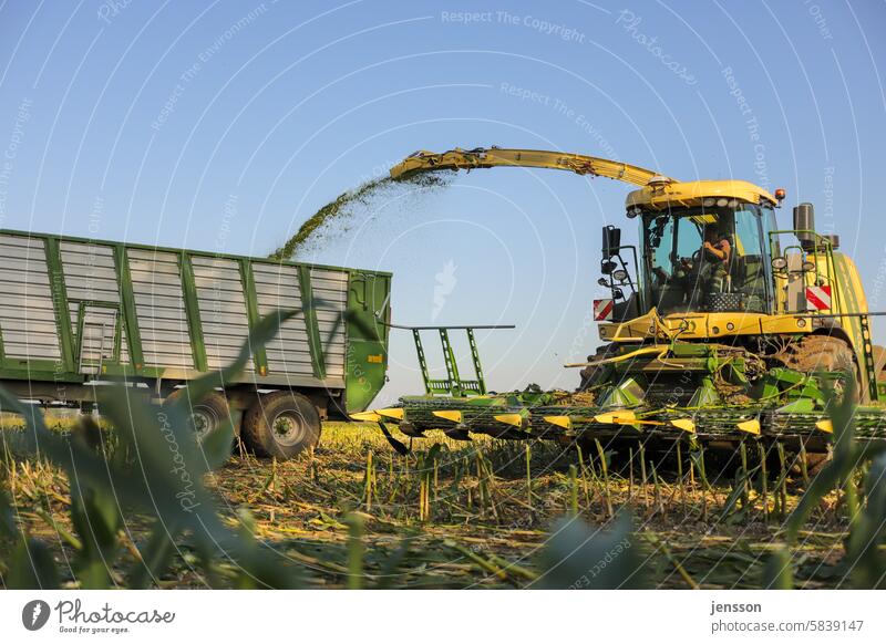 Landwirtschaftliche Fahrzeuge auf dem Feld bei der Maisernte anbauen Ackerbau Maisfeld Maispflanzen Traktor Ernte ernten Arbeit Bauernhof Ernten ländlich