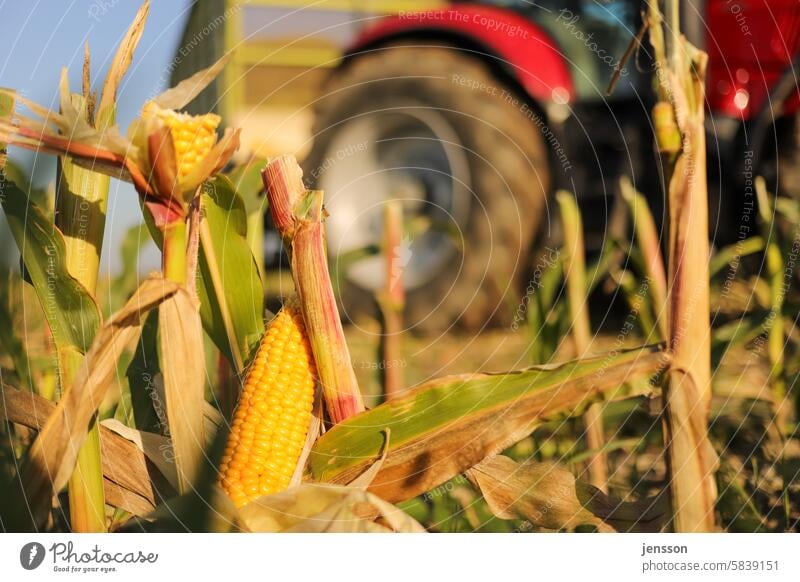 Landwirtschaftliches Fahrzeug auf dem Feld bei der Maisernte anbauen Ackerbau Maisfeld Maispflanzen Traktor Ernte ernten Arbeit Bauernhof Ernten ländlich