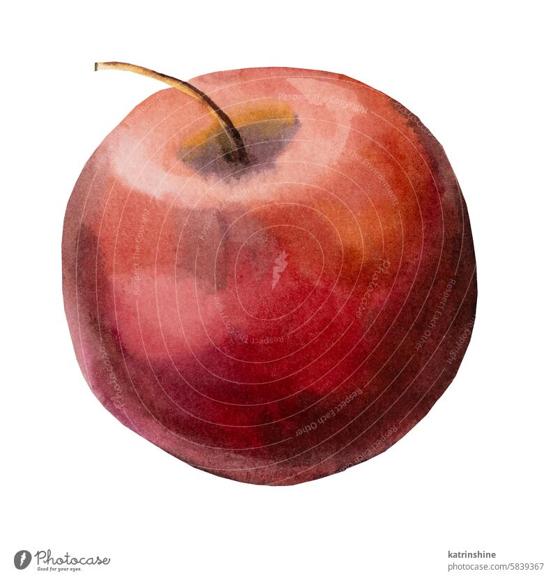 Roter reifer saftiger Apfel. Aquarell Isolierte natürliche Lebensmittel Obst Illustration rot Wasserfarbe Frucht Grafik u. Illustration botanisch ganz