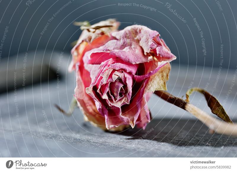 Wunderschöne getrocknete Rosenblüten Blume Trockenblume Traurigkeit romantisch Studioaufnahme rosa Blume Textfreiraum nostalgisch altehrwürdig Liebe -Gefühl