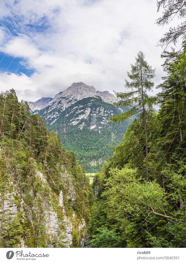Blick auf das Karwendelgebirge bei Mittenwald Alpen Gebirge Bayern Berg Landschaft Natur Landkreis Garmisch-Partenkirchen Gipfel Sommer Baum Wald Gras Wiese