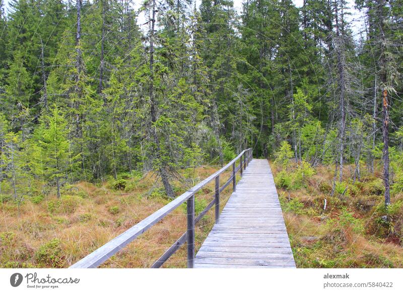 Brücke über einen Sumpf im Wald Moos Pflanze hölzern Bäume Sträucher Kiefern Holz Blatt Weg grün Natur Pass botanisch Botanik Klima Umwelt umgebungsbedingt