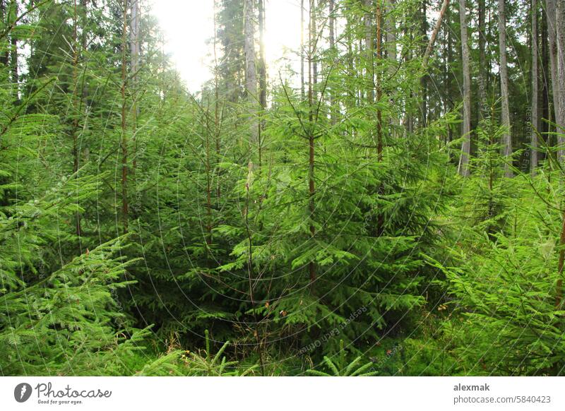 Wald mit immergrünen jungen Fellbäumen Fell-Baum Kiefer schlanke Berge u. Gebirge Hügel Ast Holz Dorf hoch Saison Karpaten Nadel Licht Blatt Kofferraum gebirgig