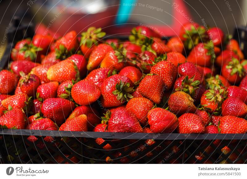 Nahaufnahme einer Kiste mit reifen, saftigen Erdbeeren im Garten im Sonnenlicht. Erdbeerernte auf einem Bauernhof oder in einem privaten Garten. Kasten