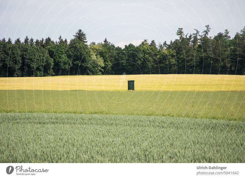 Landschaft mit blassgelbgrünen Getreidefelderstreifen und Wald im Hintergrundund einem Jagdhochsitz in der Bildmitte Sommer Landwirtschaft reduzierte Farben
