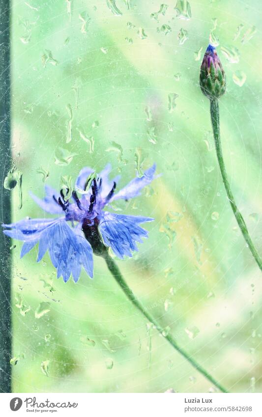 Kornblume und Knospe, nass nach Regenschauer... Fotografiert durch die Scheibe einer Bushaltestelle schön intensiv Blühend Blüte blau Blume Pflanze natürlich