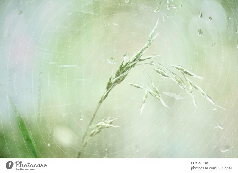 Gräser, nass nach Regenschauer... Fotografiert durch die Scheibe einer Bushaltestelle schön intensiv Pflanze natürlich Sommer Natur Regentropfen Nässe zart grün