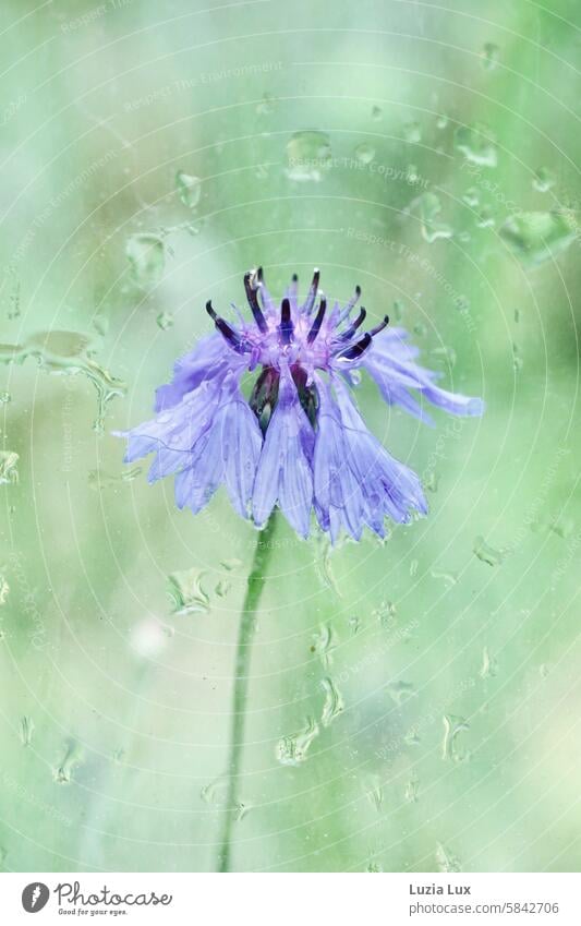 Kornblume, nass nach Regenschauer... Fotografiert durch die Scheibe einer Bushaltestelle schön intensiv Blühend Blüte blau Blume Pflanze natürlich Sommer Natur