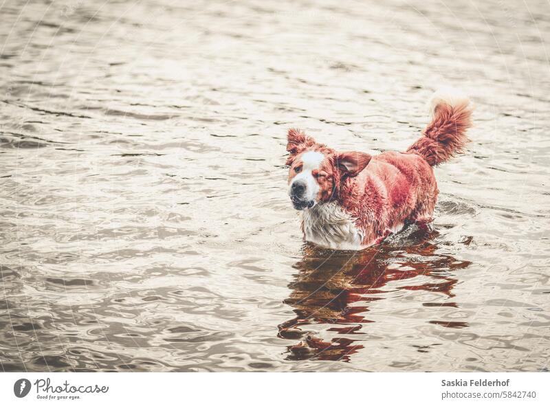 Bernhardinerhund im See stehend Hund Natur im Freien Haustiere glücklicher Hund niedlich Tier Hündchen