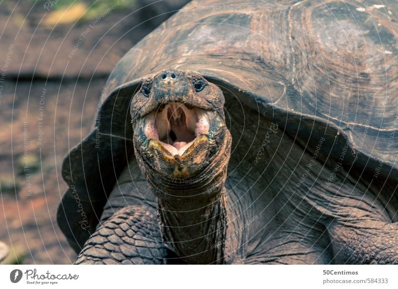 hungrige Riesenschildkröte mit offenen Mund Galapagosinseln Tier Wildtier Schildkröte 1 lachen schreien Aggression alt Kraft Wut Ecuador Farbfoto Außenaufnahme