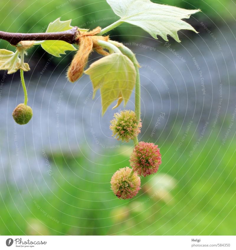 Helgiland | Frühlingskugeln... Umwelt Natur Landschaft Pflanze Wasser Schönes Wetter Baum Blatt Blüte Platane Zweig Park Bach Blühend hängen Wachstum ästhetisch