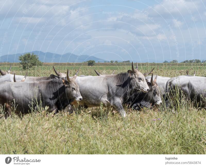 Chianina-Rinder gehen in Zweierreihe durch die Wiese Toskana grauweiß wolkig Gräser Berge Natur Naturpark Landschaft Gras Frühling Außenaufnahme Menschenleer