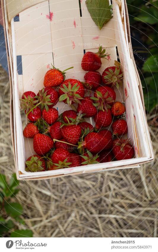 ein Holzkorb  gefüllt mit ein paar Erdbeeren auf einem Erdbeerfeld Sommer Obst pflücken rot Korb Stroh Landleben Ernte - Pflanze Frucht frisch Feld lecker reif
