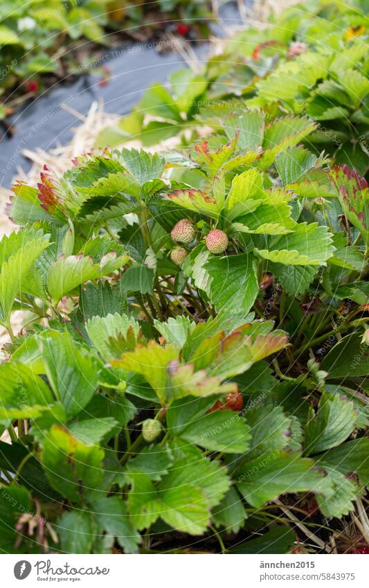 grüne Erdbeerenpflanzen auf einem Erdbeerfeld mit kleinen noch grünen und unreifen Erdbeeren Feld frisch Sommer ernten Frucht Lebensmittel Natur lecker Garten